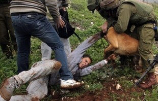 Photo of Cisgiordania. Palestinesi aggrediti dai cani della polizia israeliana