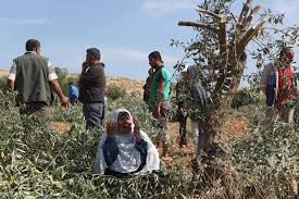 Photo of Coloni israeliani sradicano alberi di olivo, ecco il nuovo terrorismo
