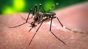 Photo of Virus Zika, l’allarme dell’Oms: colpiti tutti i Paesi nelle Americhe