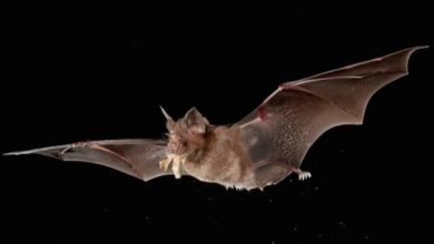 Photo of Coronavirus: colpa dei pipistrelli?