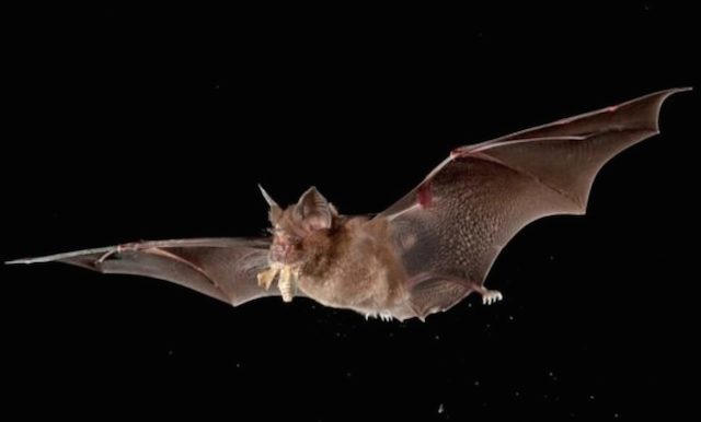 coronavirus-pipistrelli