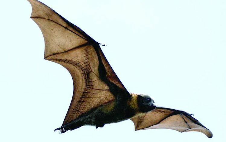 coronavirus