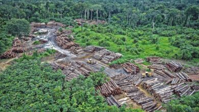 Photo of Amazzonia, allarme deforestazione
