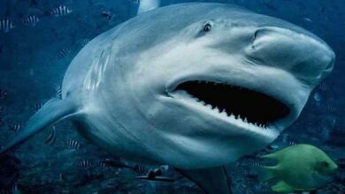 Photo of Vaccini Covid potrebbero uccidere 500mila squali