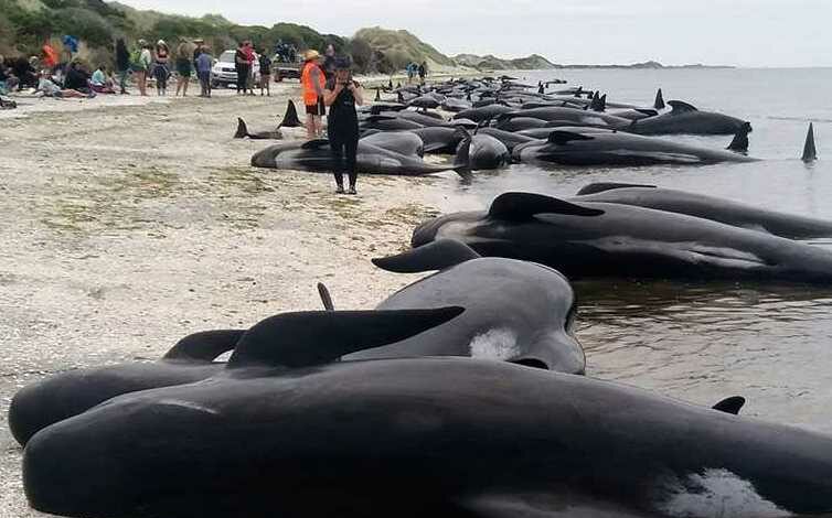 nuova-zelanda-balene
