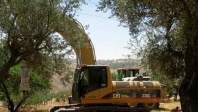 Photo of Israele sradica mille alberi nella Valle del Giordano