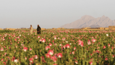 Photo of Talebani vietano coltivazione papavero in Afghanistan
