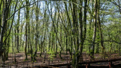 Parco-forestale