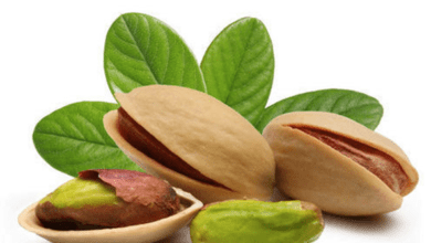 Iran-pistacchio